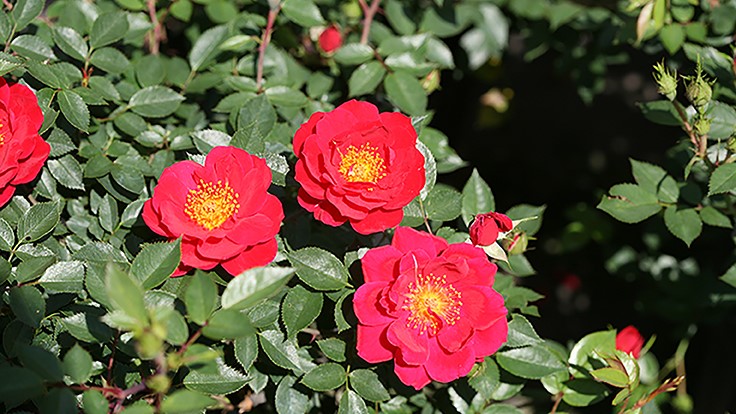 Oso Easy Urban Legend Rosa receives 2019 American Rose Society Award of Excellence